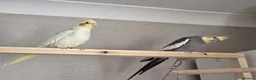 Cockatiels birds for sale: Pair of cockatiels - Advert 4