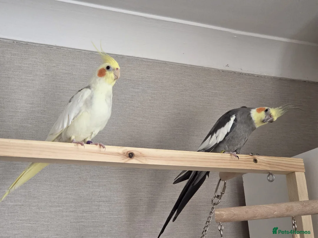 Cockatiels birds for sale: Pair of cockatiels - Advert 4