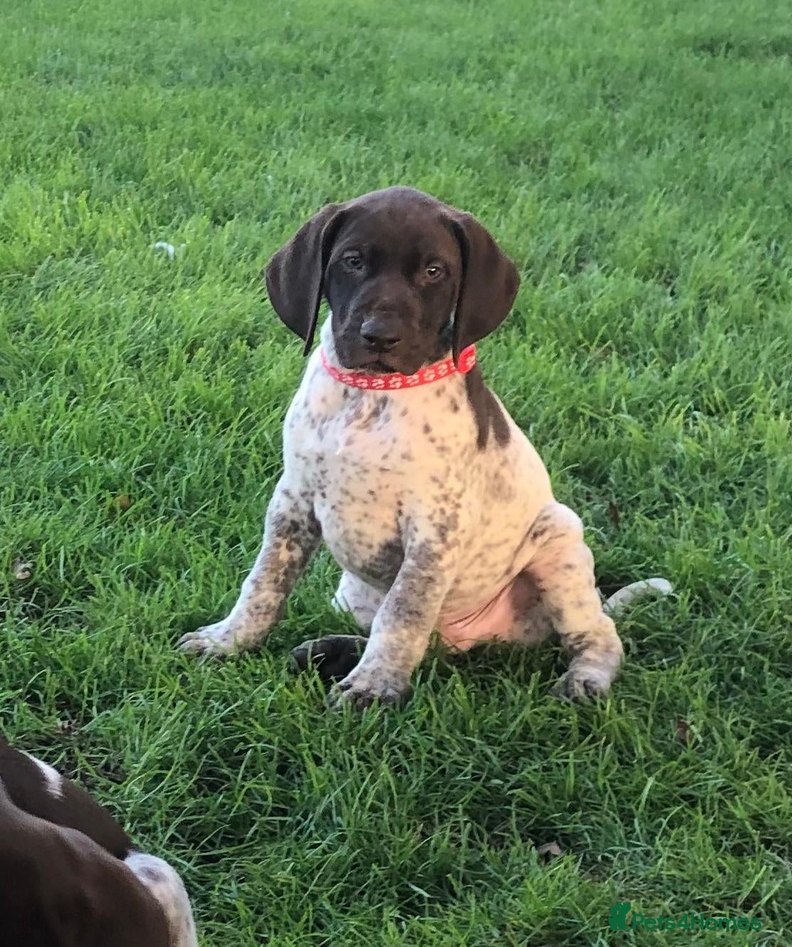 German Shorthaired Pointer dogs GSP Puppies - Advert 1