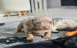 Miniature Dachshund dogs for stud: Miniature Dachshund Isabella dapple stud  - Image 17