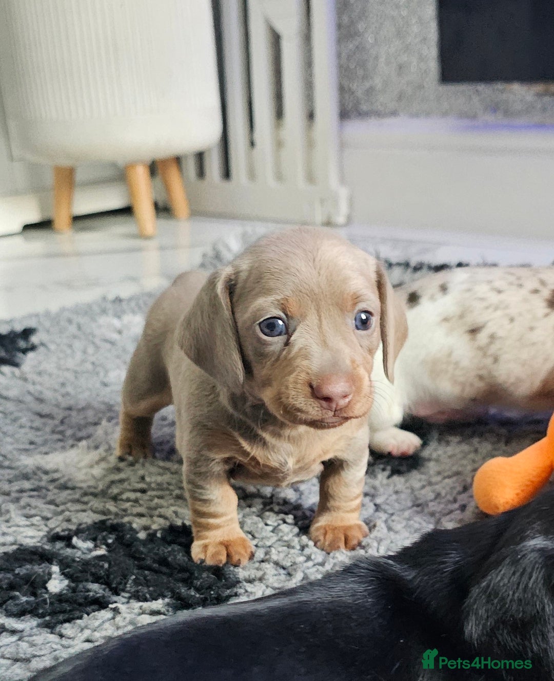 Miniature Dachshund dogs for stud: Miniature Dachshund Isabella dapple stud  - Image 17