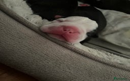 Boston Terrier dogs for sale: Outstanding Boston puppies  - Image 4