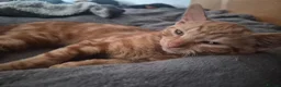 Mixed Breed cats for sale: Pumpkin, cute tabby ginger girl - Advert 4
