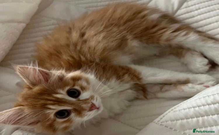 Mixed Breed cats - Advert 4