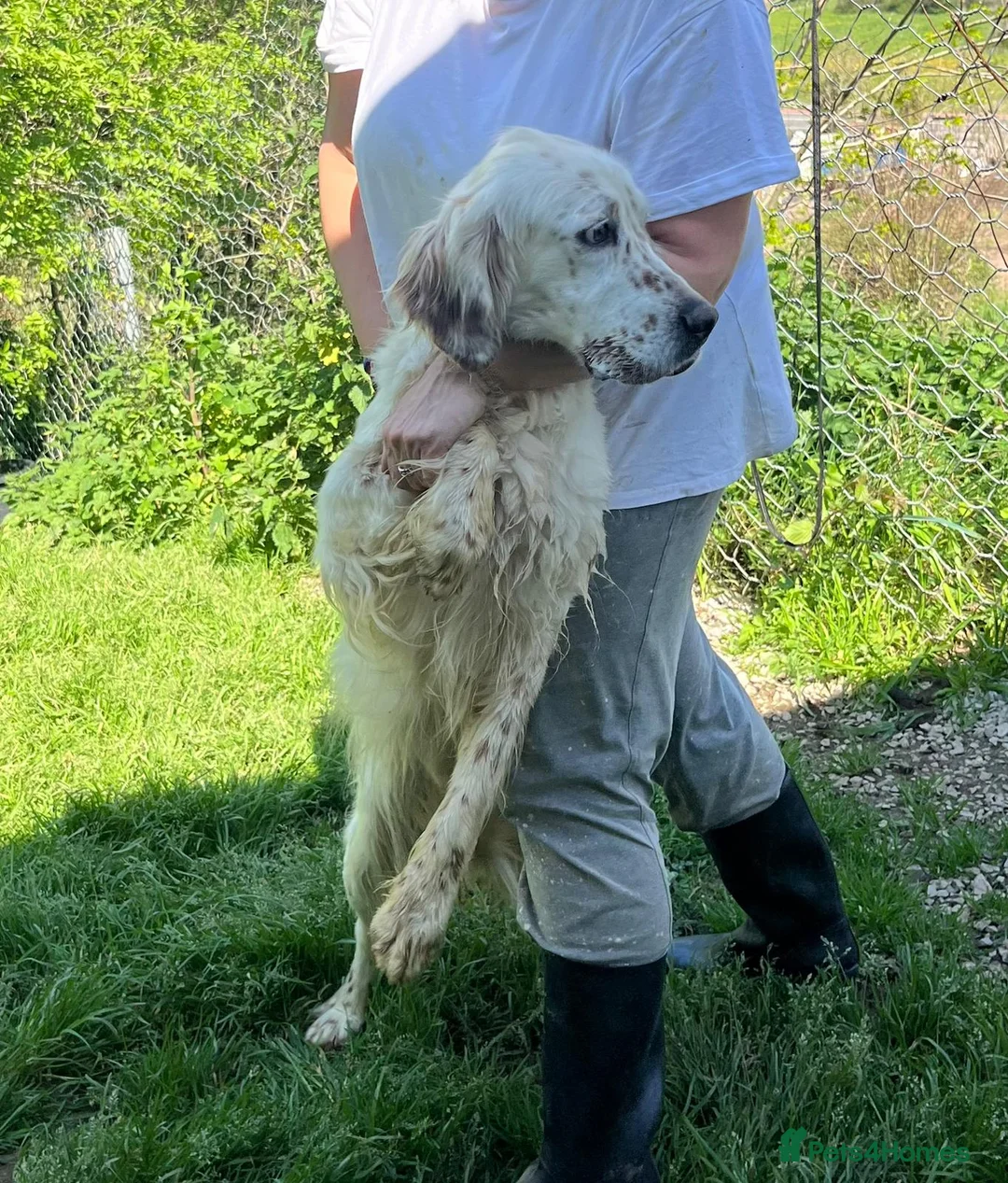 English Setter dogs for adoption: Jay   in Norwich - Advert 2