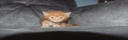 Maine Coon cats for sale: Gorgeous maine coon cross kittens - Advert 28