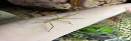 Stick Insects invertebrates for sale: Giant Hooded katydid, Jungles nymphs + stick insec in Torquay - Advert 8
