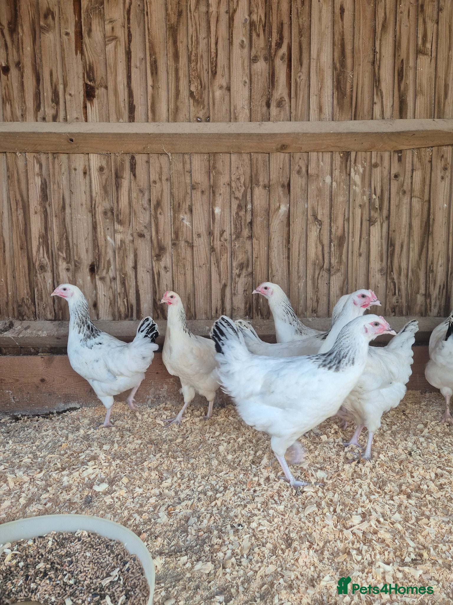 Chickens poultry for sale: Light sussex and white leggorn hens - Advert 1