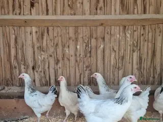 Chickens poultry Light sussex and white leggorn hens - Advert 1