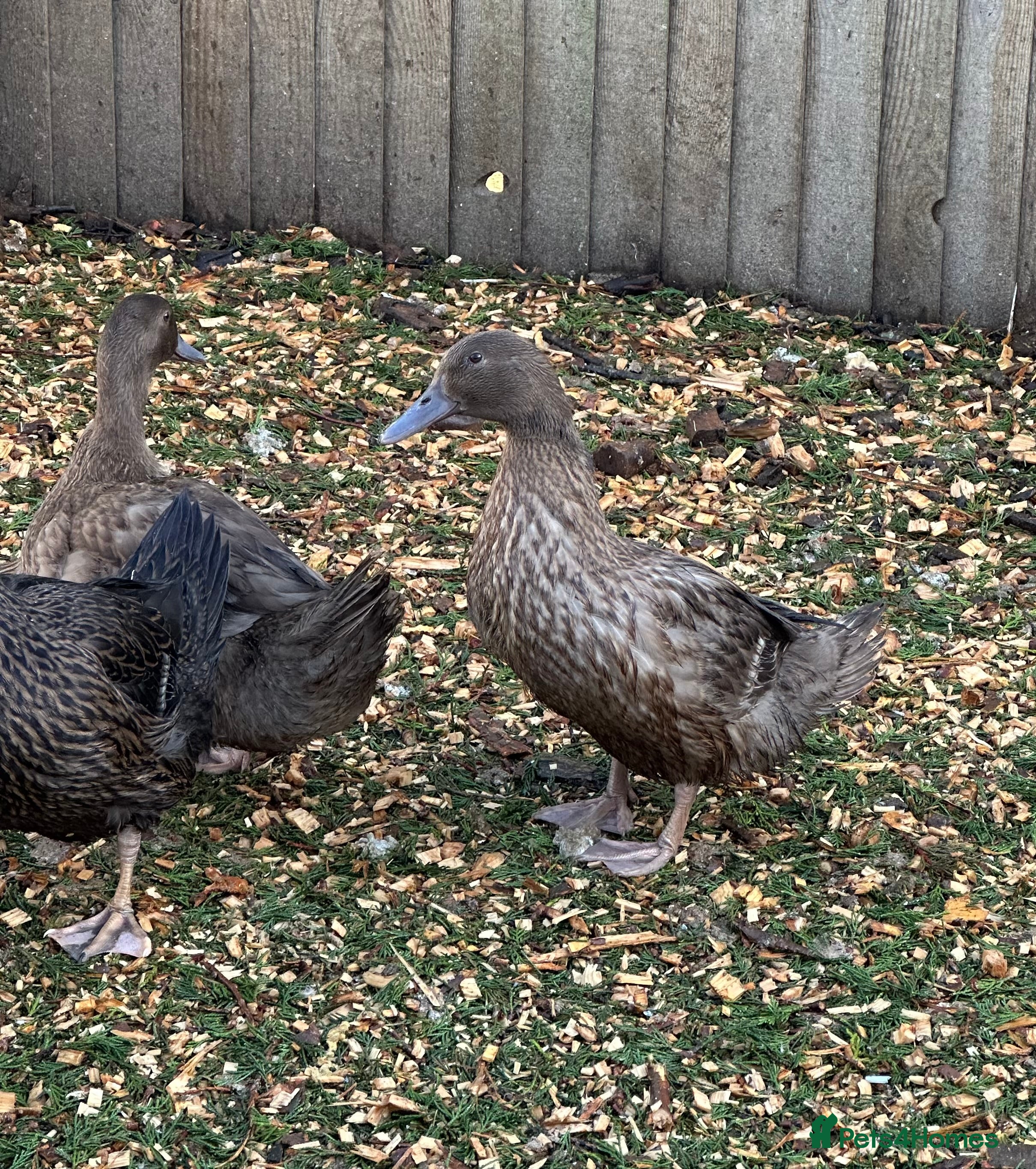 Ducks poultry Female Khaki Campbell ducks  - Advert 1