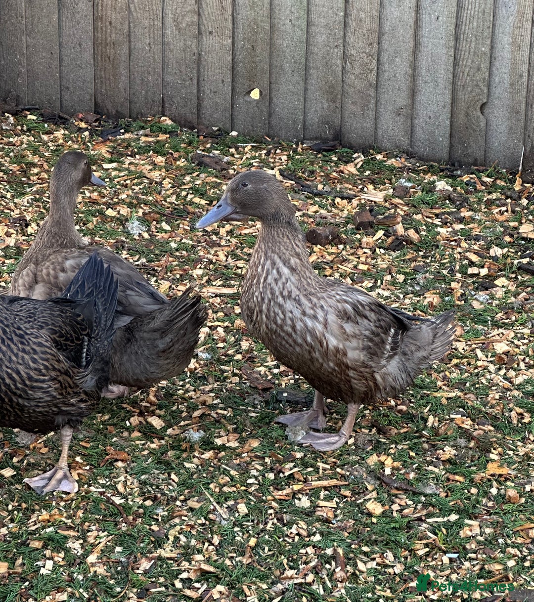 Ducks poultry for sale: Female Khaki Campbell ducks  - Advert 1