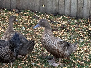 Ducks poultry Female Khaki Campbell ducks - Advert 1