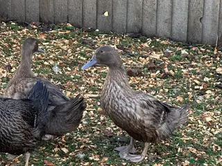 Ducks poultry Female Khaki Campbell ducks - Advert 4