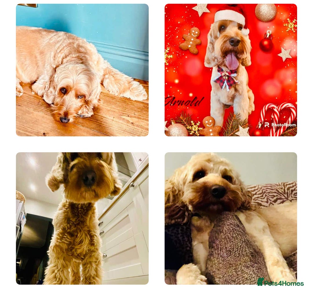 Cockapoo dogs for sale: Arnold needs a New Home! - Image 1
