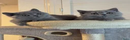 British Shorthair cats for sale: GCCF Active Registered Britsh Shorthair - Advert 1