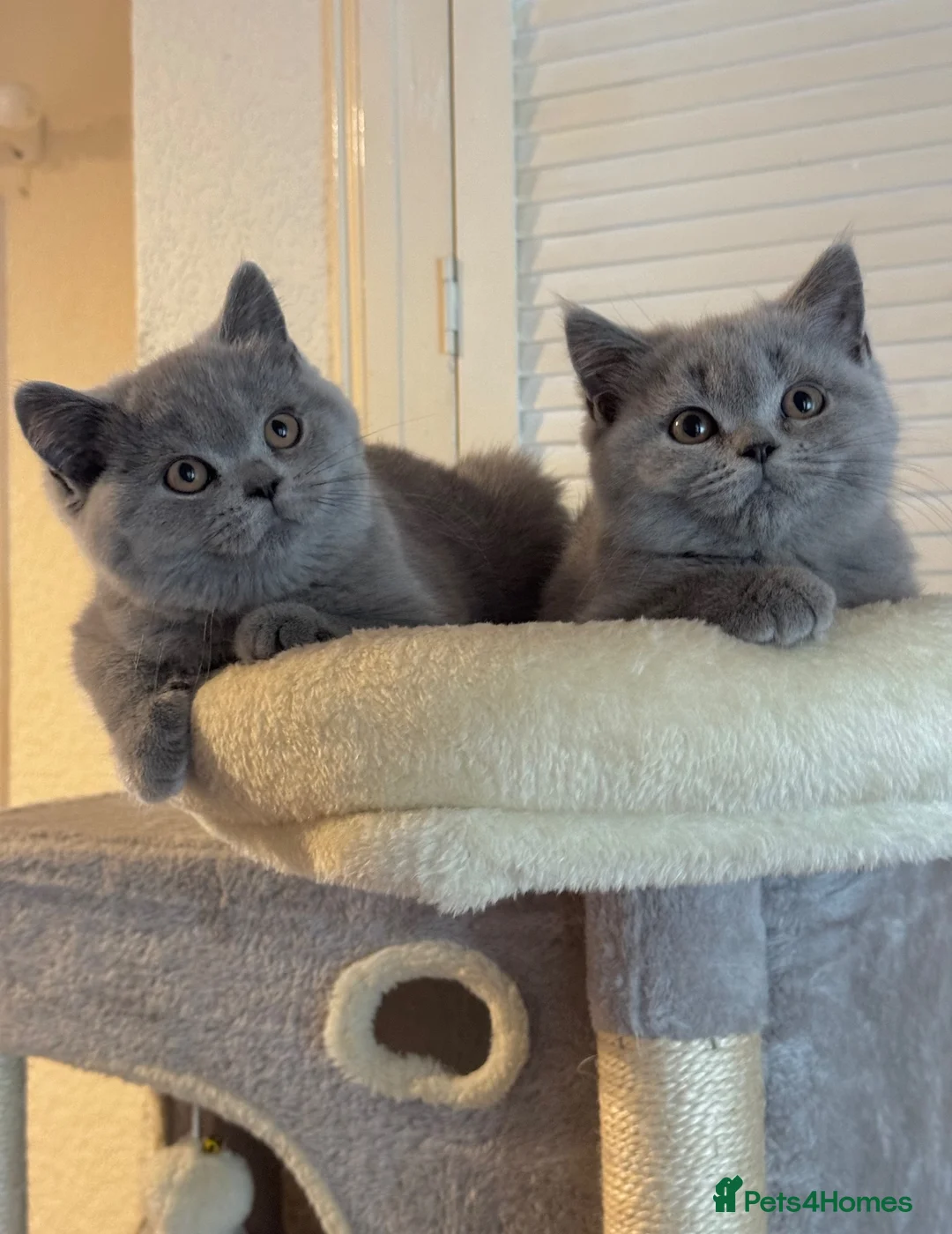British Shorthair cats for sale: GCCF Active Registered Britsh Shorthair - Advert 1