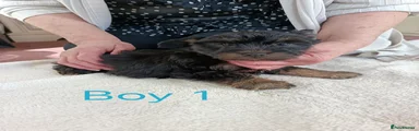 Norfolk Terrier 1