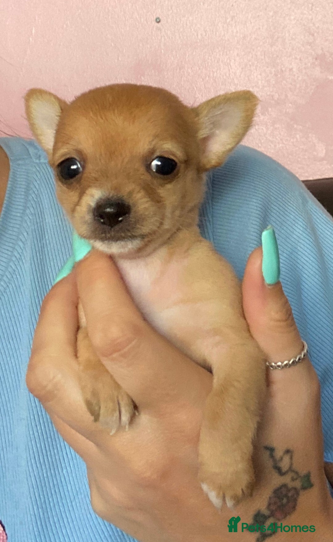 Chorkie dogs for sale: Tiny make chorkies - Image 2
