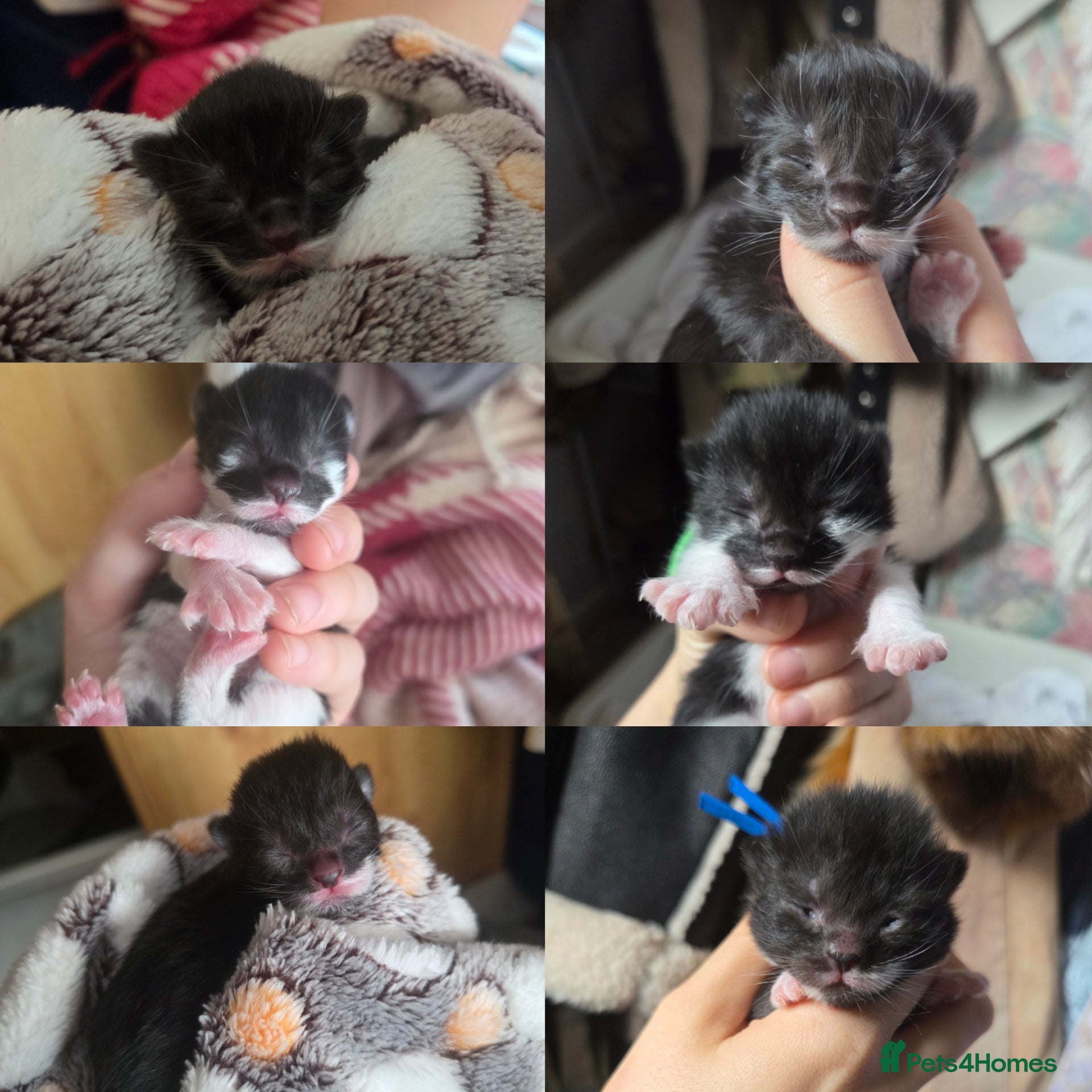 Mixed Breed cats Domestic kittens for sale  - Advert 16