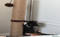 Bombay cats for sale: Cute Kittens for sale  - Image 2
