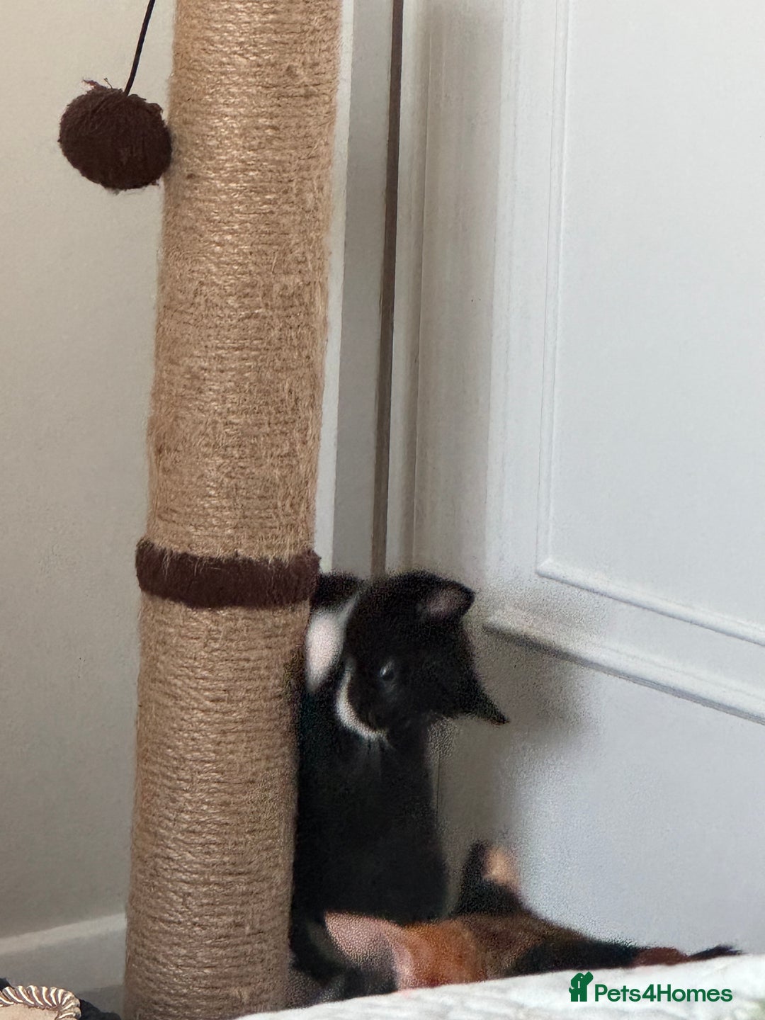 Bombay cats for sale: Cute Kittens for sale  - Image 2