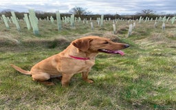 Labrador Retriever dogs for sale: Gorgeous Fox Red Labradors  - Image 11