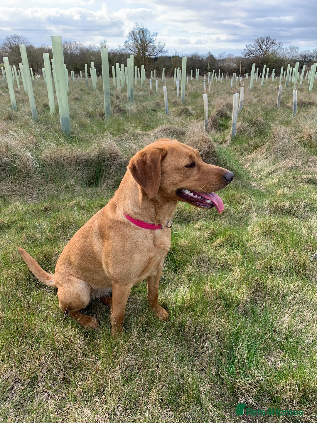 Labrador Retriever dogs for sale: Gorgeous Fox Red Labradors  - Image 11