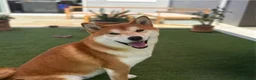 Japanese Shiba Inu dogs for sale: Quality Japanese shiba inu  - Advert 9