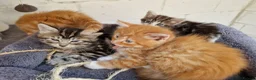 Mixed Breed cats for sale: 🐱 STUNNING KITTENS 😸  - Advert 2