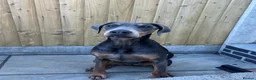 Dobermann dogs for sale: Female blue Doberman  - Advert 5