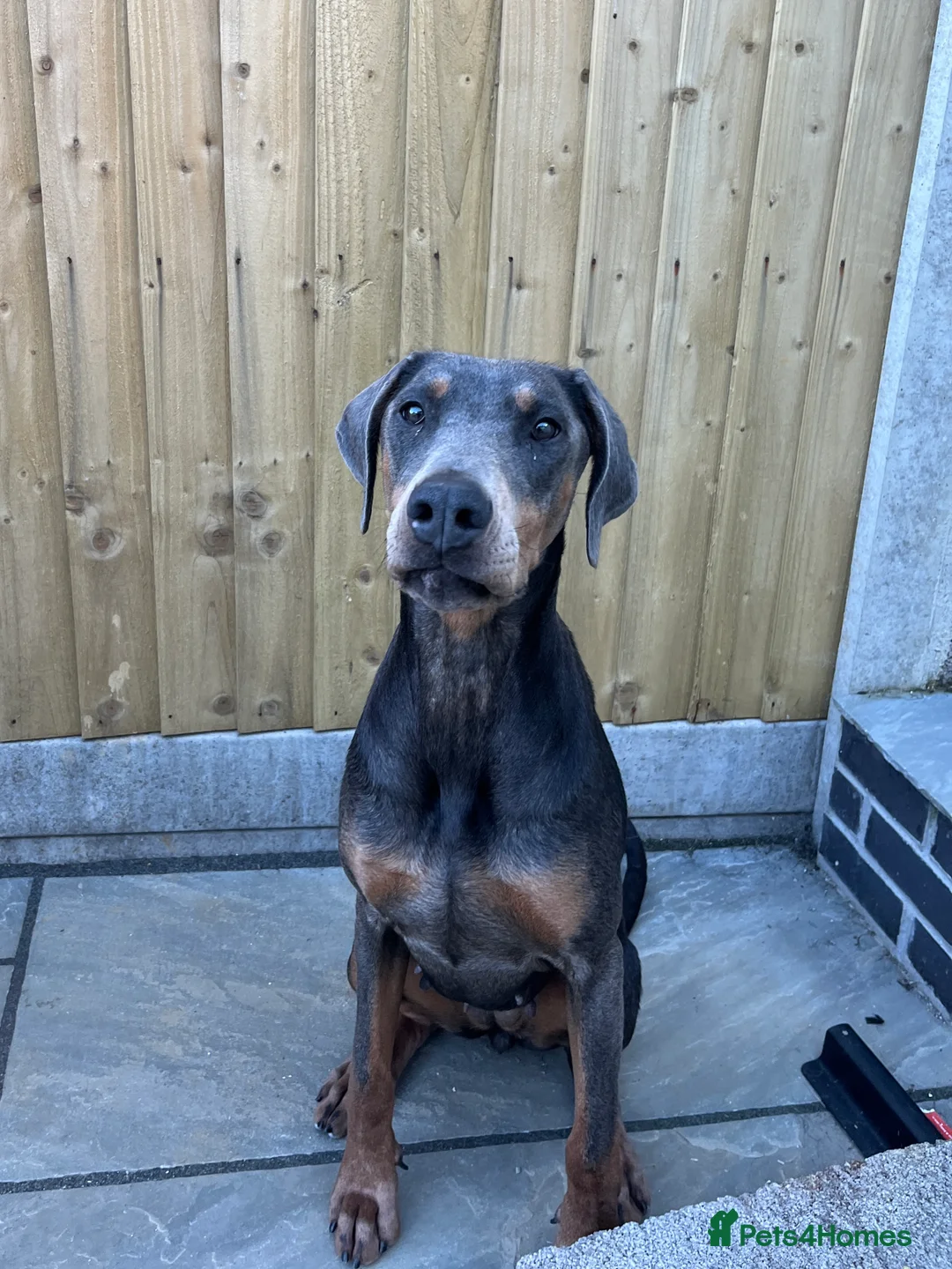Dobermann dogs for sale: Female blue Doberman  - Advert 5