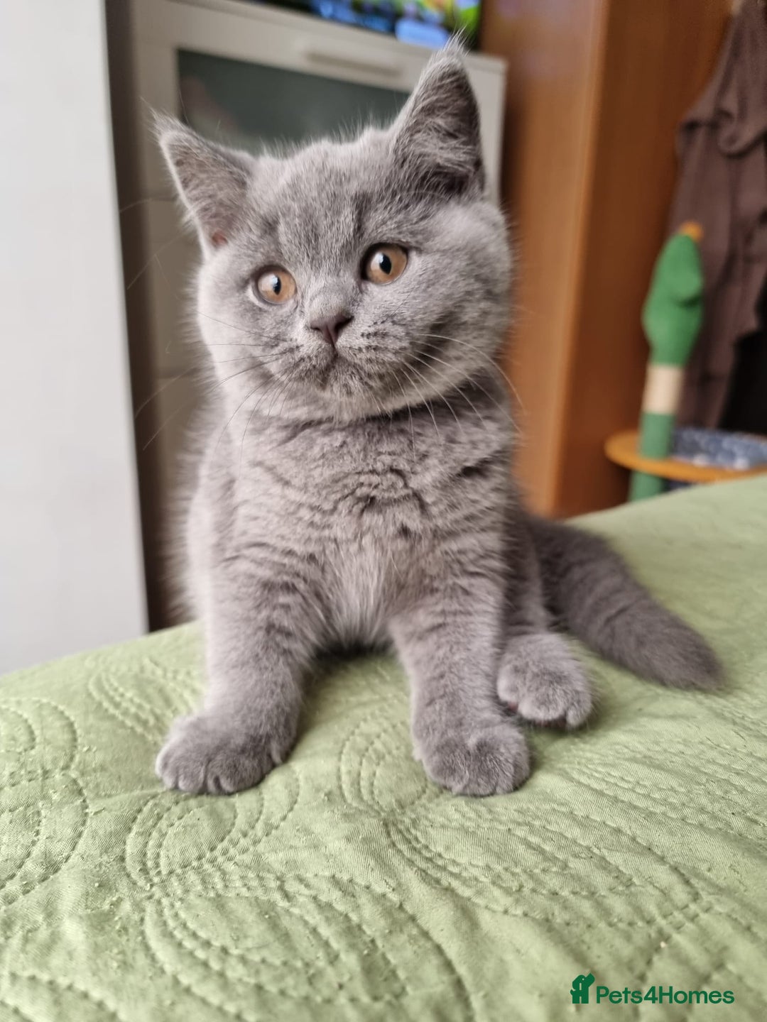 British Shorthair cats for sale: 4 month old British shorthair  - Advert 2