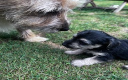 Jackapoo dogs for sale: Mabel  - Image 3