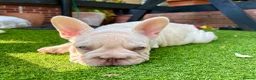French Bulldog dogs for sale: She was my keeper. STUNNING French Bulldog Girl - Advert 8