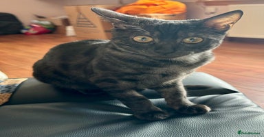 Bengal cats - Advert 16
