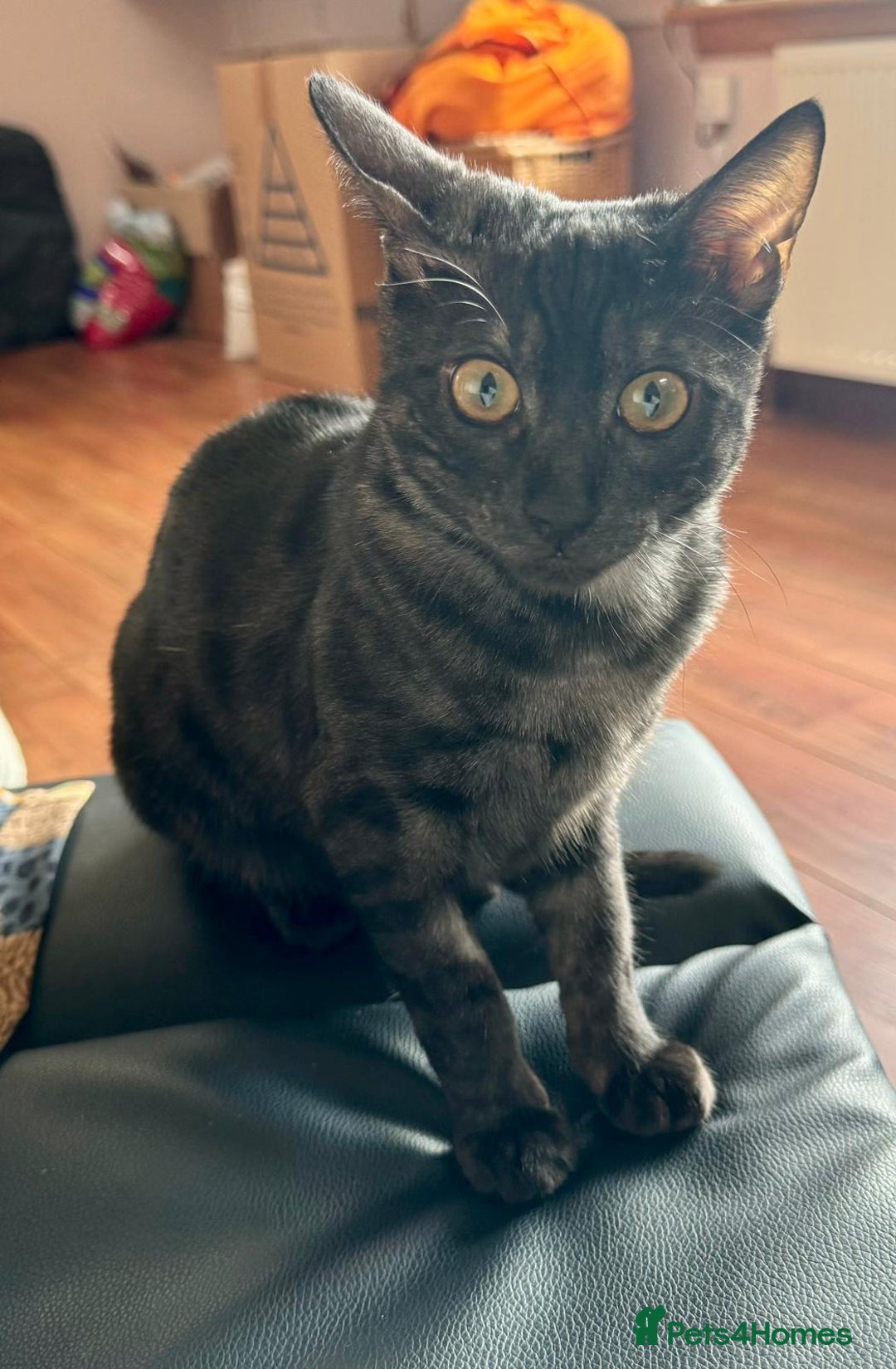 Bengal cats for sale: Beautiful Bengal For Sale - Image 2