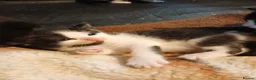 Mixed Breed cats for sale: Mixed breed Kittens  - Advert 22