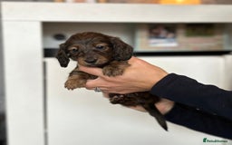 Dachshund dogs for sale: Miniature long hair dachshunds - Image 12