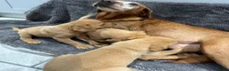 Labrador Retriever dogs for sale: FOX RED PUPPIES - Advert 10
