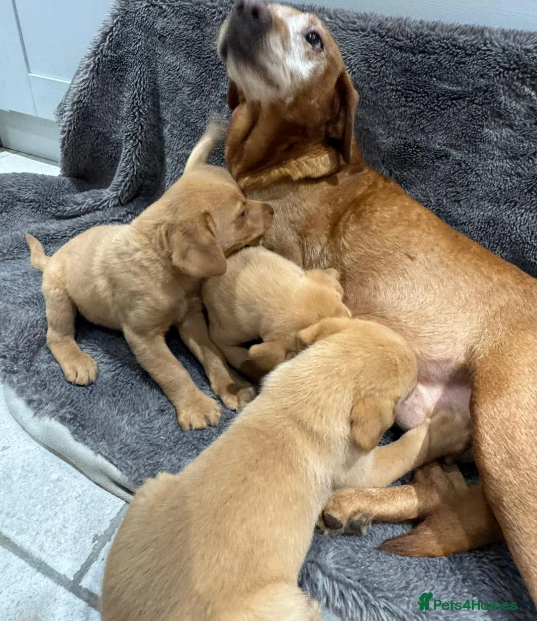Labrador Retriever dogs for sale: FOX RED PUPPIES - Advert 10