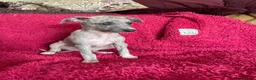 Mixed Breed dogs for sale: Stunning Wiggy’s Italian greyhound x whippet  - Advert 18