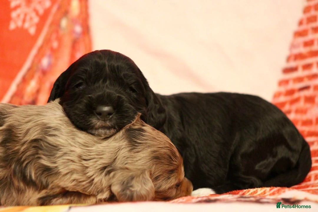 Cockapoo dogs for sale: Cockapoo puppies  - Advert 9