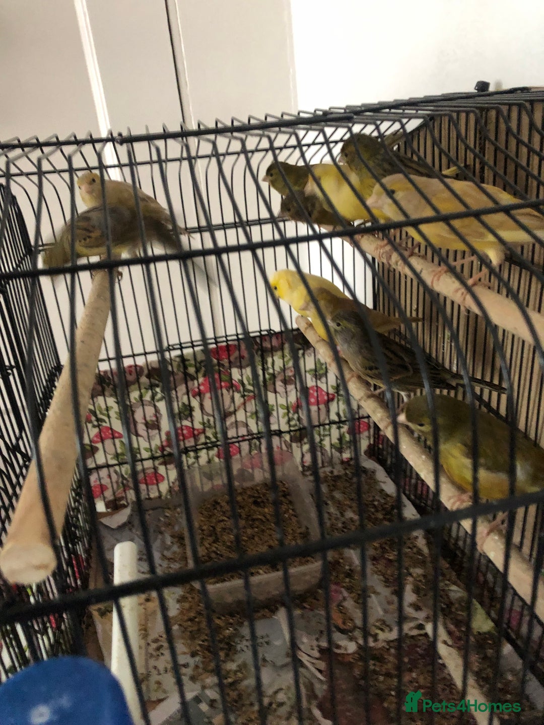 Canaries birds for sale: Young Canaries Nice Colours £30 each  - Advert 1