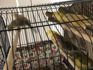 Canaries birds - Advert 9