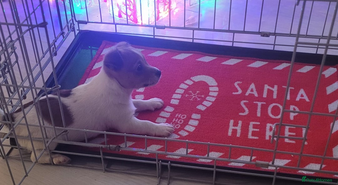 Mixed Breed dogs for sale: Jack Russell 3/4 1/4 chihuahua - Advert 2