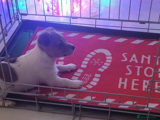 Mixed Breed dogs Jack Russell 3/4 1/4 chihuahua - Advert 4