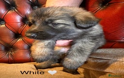 German Shepherd dogs for sale: Long-Haired Straight Back German Shepherd Puppies - Image 35