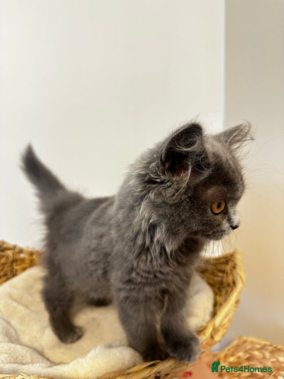 Scottish Fold cats for sale: Loved Sottish kittens to go x2 - Image 8