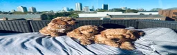 Mixed Breed dogs for sale: Hassan H - Advert 10