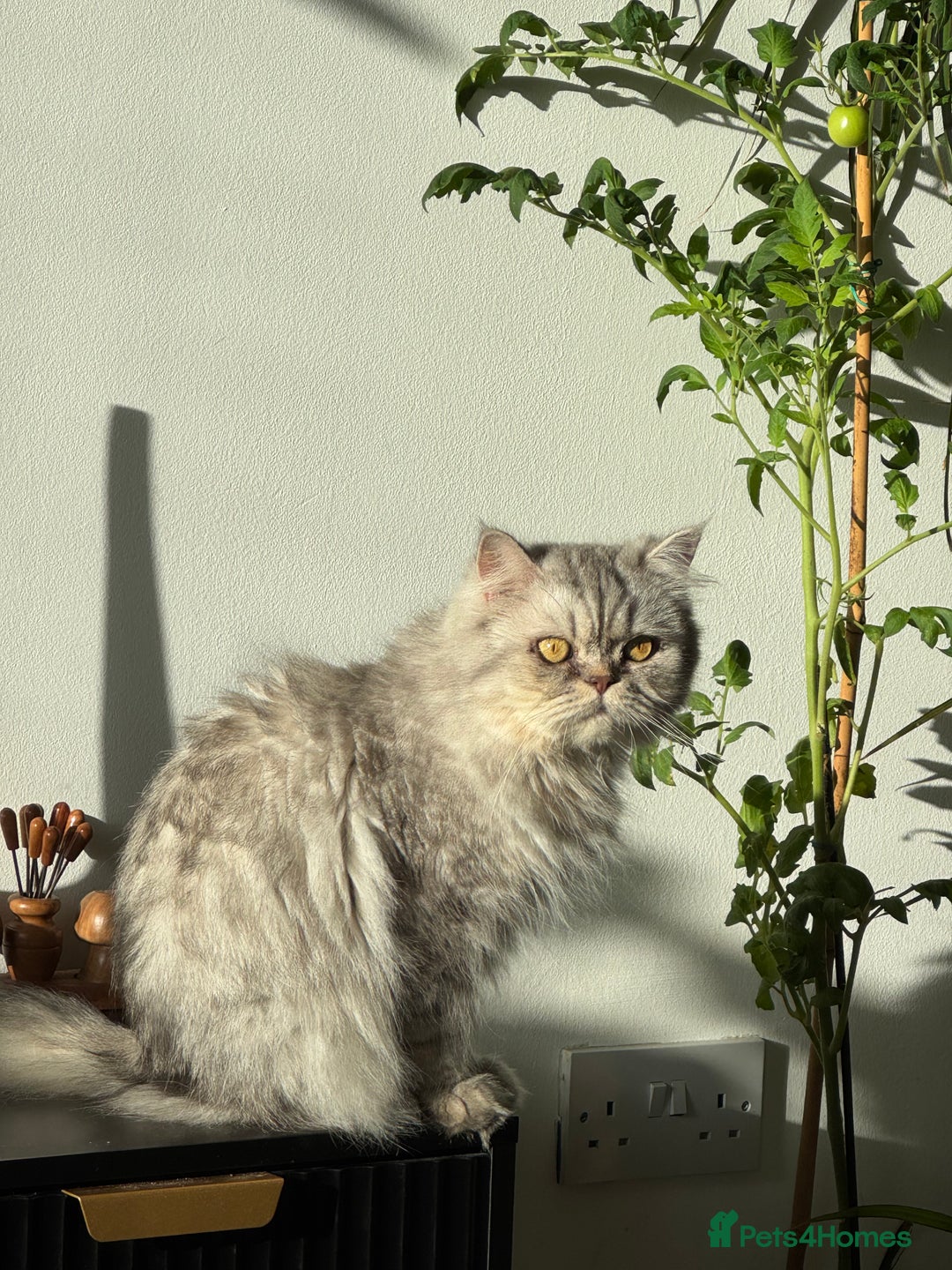 Persian cats for sale: Persian Cats  - Advert 6